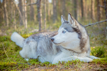 Dog breed Siberian Husky walking in autumn forest.Siberian Husky, dog lying on green grass in the forest.Portrait of gorgeous Husky dog in the bright enchanting fall forest. Wild park.