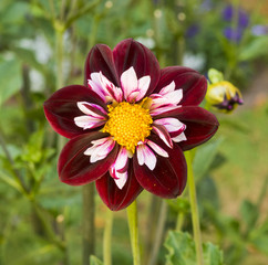 The dahlia (name, Nathalie) in the dahlia garden Baden Baden near the lichtentaler alley. Baden...