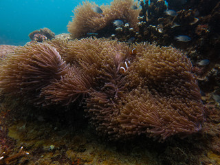 sea anemones and clownfish found at coral reef area at Tioman island, Malaysia