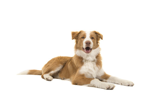 Red border collie dog lying down looking at the camera with mouth open on a white background seen from the side