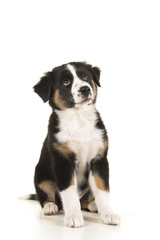 Cute australian shepherd puppy sitting and looking up isolated on a white background in a vertical image