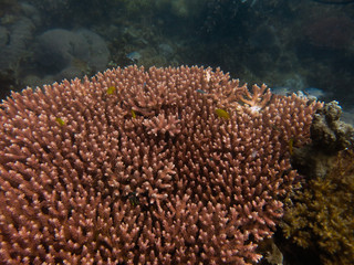 Naklejka na ściany i meble Beautiful coral found at coral reef area at Tioman Island, Malaysia