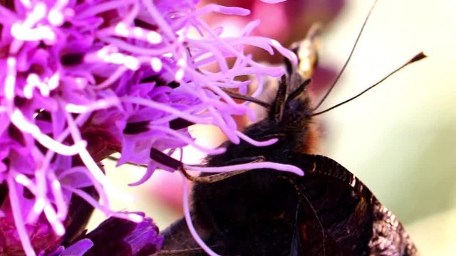 Peacock butterfly feeding on a gayfeather kobold flower. A butterfly Aglais io suck from a bloom of Liatris spicata in the garden, macro view.