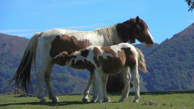 Horse pony foal baby animals with mother hills landscape blue sky 	