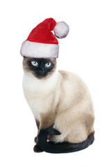siamese cat wearing santa hat for christmas, isolated on white