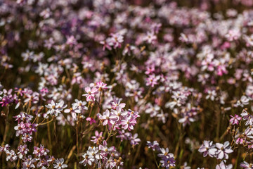 Pink and white Everlastings winter Western Australia