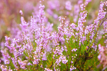 Bunch of purple scotch heather (Calluna vulgaris, erica, ling) bush also called Ling plant on...