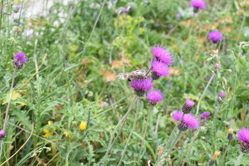 papillon