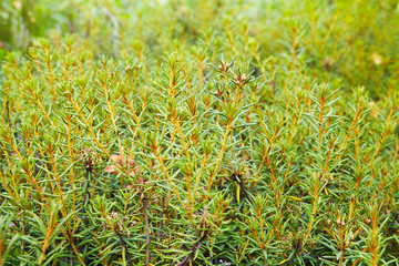 Marsh Labrador tea, Rhododendron tomentosum, Ledum palustre, northern swamp plant, Dragonfly, leaves on stem, close-up, selective focus