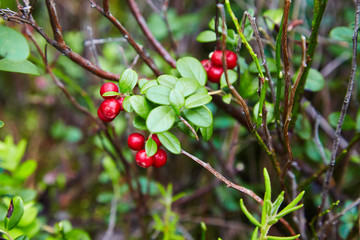 Wild berry cranberries. Closeup of Vaccinium vitis-idaea on the ground. Lingonberries. Berries of wild cowberry