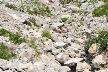 bouquetin
