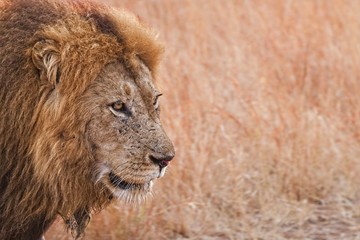 Male Lion walking close up