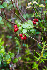 Wild berry cranberries. Closeup of Vaccinium vitis-idaea on the ground. Lingonberries. Berries of wild cowberry