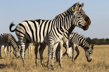 Fototapeta na wymiar herd of zebras walking across the savannah