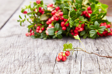 Vaccinium vitis-idaea (berries of wild cowberry) on a wooden natural background