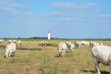 Obraz premium vaches