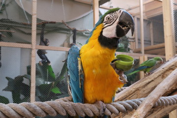 ARA
