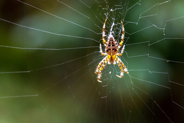 An European Garden Spider sits quietly in its web waiting for its prey