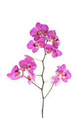 Naklejka na ściany i meble Purple orchid flowers