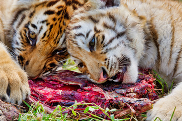 Two young siberian tigers (Panthera tigris altaica) eating meat