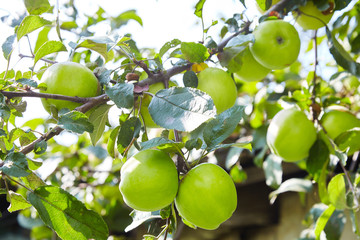 Green ripe apples growing in the garden 