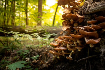 Mushrooms in the autumn forest. Wild forest, yellow leaves.