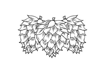 Hand drawn sketch of hop cone. Icon template. Humulus for beer making. Vector isolated illustration. 