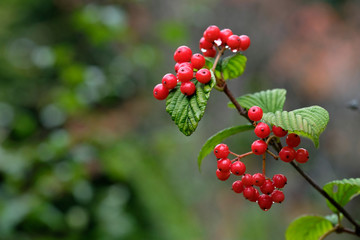 ガマズミの赤い実