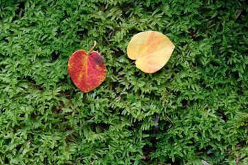 苔の上の落ち葉