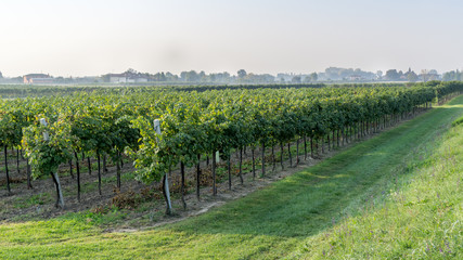 Fototapeta na wymiar Sunrise with a bit of haze among the rows of a vineyard in the countryside near Padova