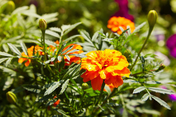 Bright wet orange and yellow marigold flowers closeup with rain drops. Blackbringer flowerbed, copy space (Tagetes erecta, Mexican, Aztec or African marigold)