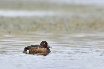Ferruginous Duck - Aythya nyroca, Crete 