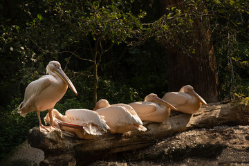 Pelicans lying and standing on wooden logs