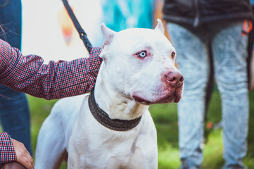 White pitbull with eyes of different colors, Exhibition of dogs, Staffordshire Terrier dog with the owners