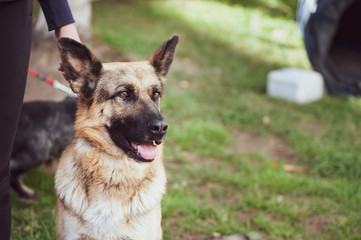 Shepherd trains at an exhibition of dogs, portrait of a dog, space for text