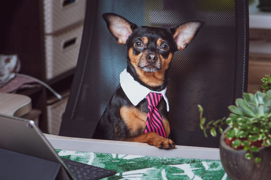 Dog office worker. A dog in a tie and a white collar in the office. Russian Toy Terrier. Director, Manager, Worker fun