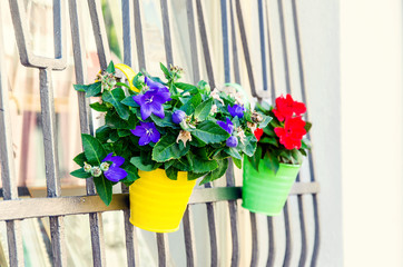 Pots with flowers on a metal window grill