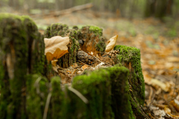 Old stump, moss, fir cones in the autumn forest. Wild forest, yellow leaves.
