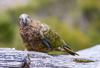 Kea
