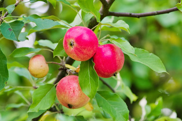 Apples on a branch. Apples on a tree in garden close up