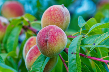 Sweet peach fruits growing on peach tree branch