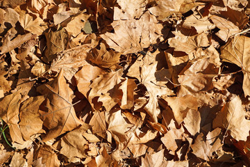Brown dry fallen leaves in autumn