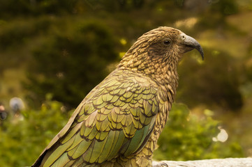 Kea