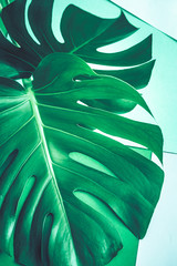 monster leaves on a green background, concept of exotic plants