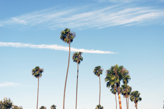 A view of palm trees in California