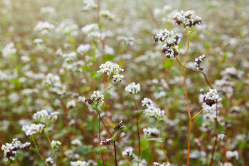 Flowering growing buckwheat plant in agricultural field. Crop