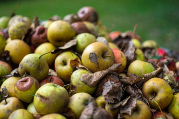 Natur, Obst, Äpfel, Apfelernte, Fallobst