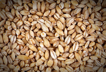 Background of winter wheat kernels. Wheat grain as background texture. Processed organic wheat grains as agricultural background.