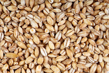 Background of winter wheat kernels. Wheat grain as background texture. Processed organic wheat grains as agricultural background.