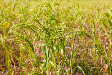 Close up of Little Millet stalk with grains. Millet is used as food, fodder and for producing...
